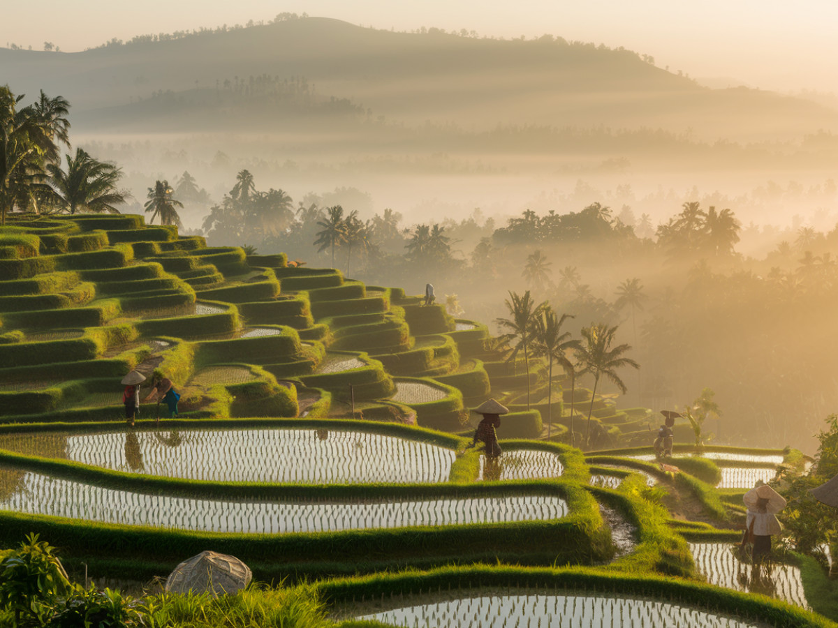 Les rizières en terrasses de Bali